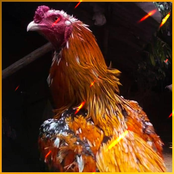 ตี๋น้อย168 คาสิโนออนไลน์ครบวงจร ระบบใหม่ล่าสุด 2024